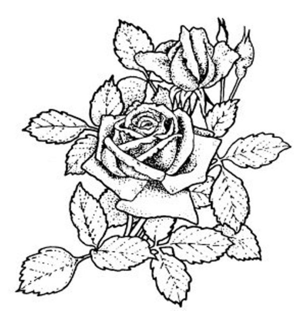 раскраски цветов розы