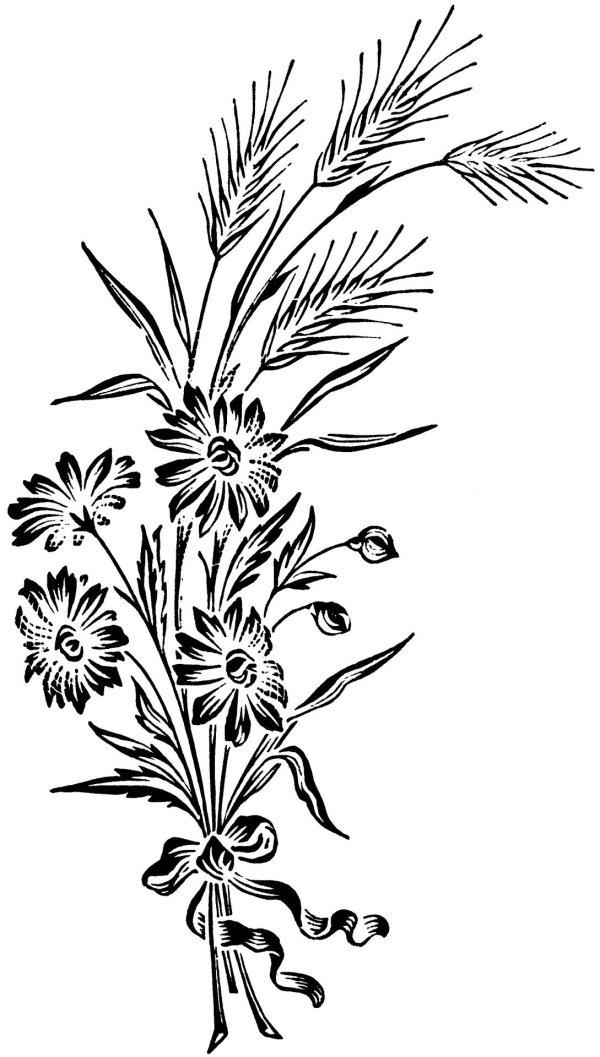 полевые цветы эскиз