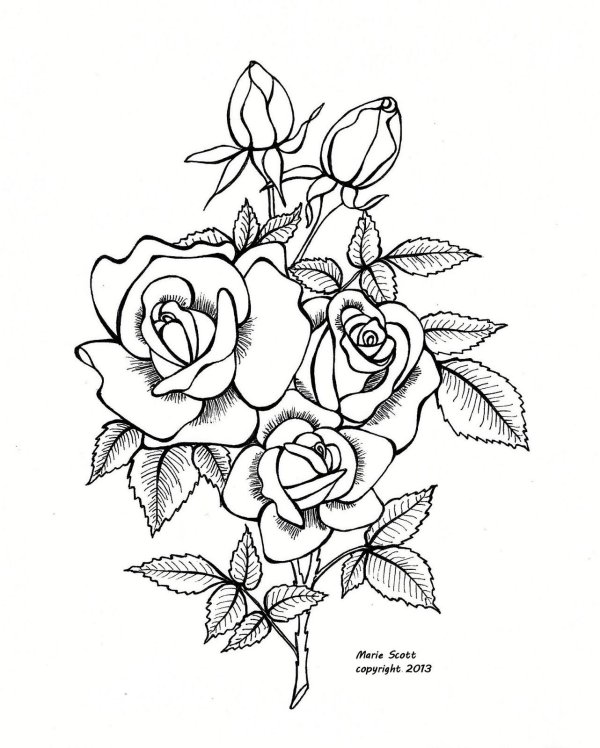 букет роз карандашом