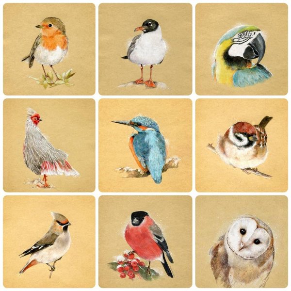 Животных и птиц для детей цветные