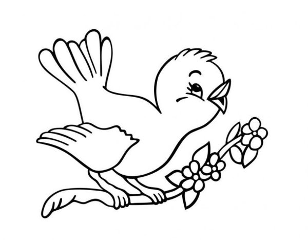 Животных и птиц для детей цветные