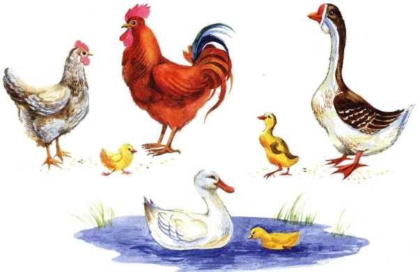 Животных и птиц для детей цветные