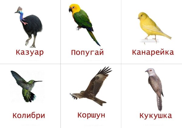 Животных и птиц для детей цветные