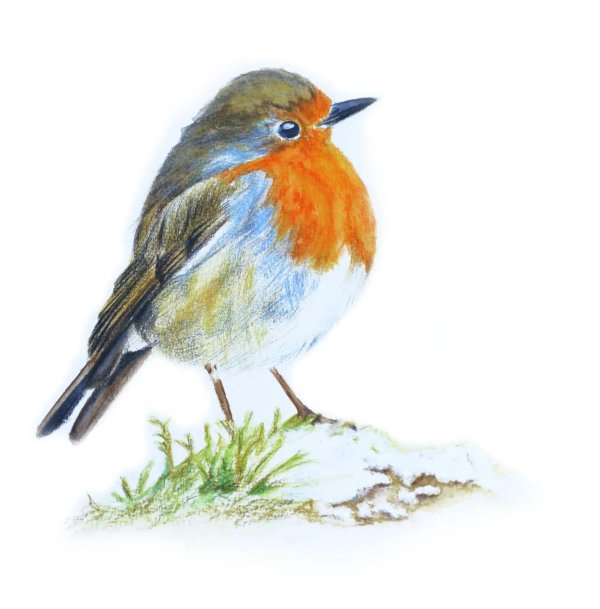 Животных и птиц для детей цветные