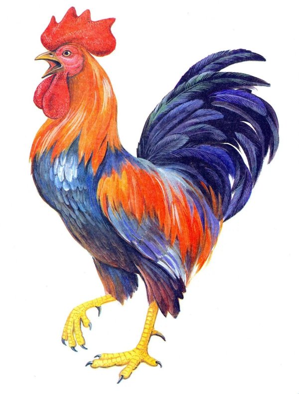 Животных и птиц для детей цветные