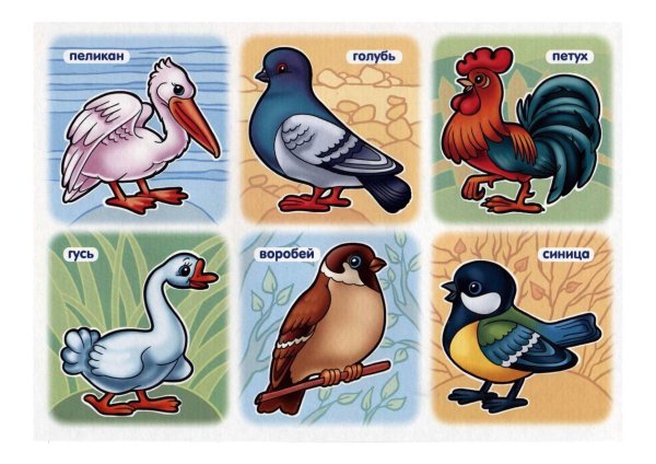 Животных и птиц для детей цветные