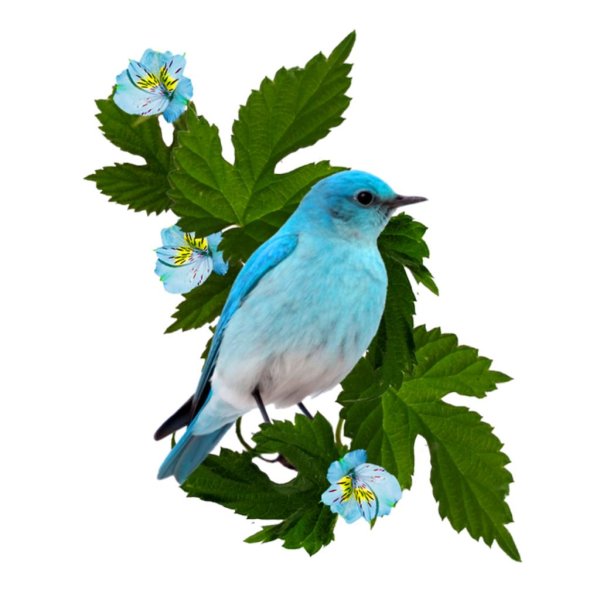 Животных и птиц для детей цветные