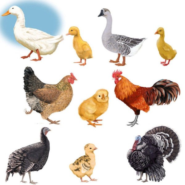 Животных и птиц для детей цветные