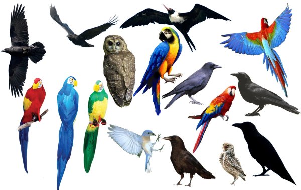 Животных и птиц для детей цветные