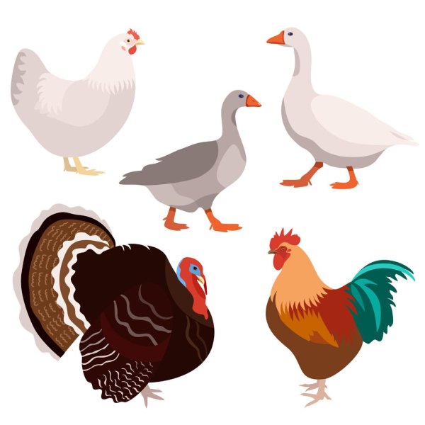 Животных и птиц для детей цветные