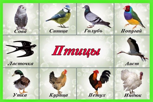 Животных и птиц для детей цветные