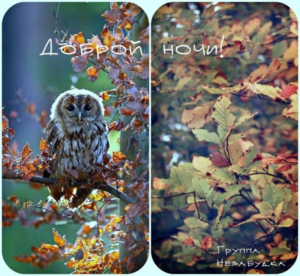 С добрым вечером осенние с пожеланиями