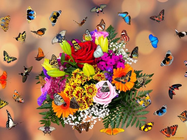 красивые цветы и бабочки