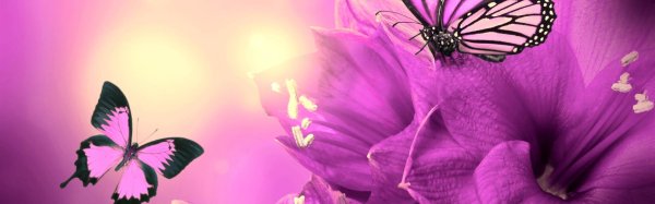 сиреневые цветы