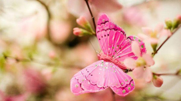 pink butterfly