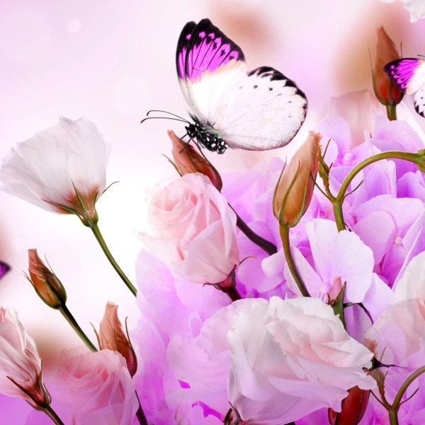 цветочные фоны