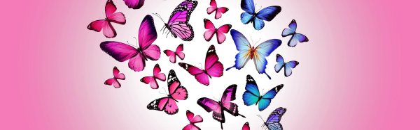 разноцветная бабочка