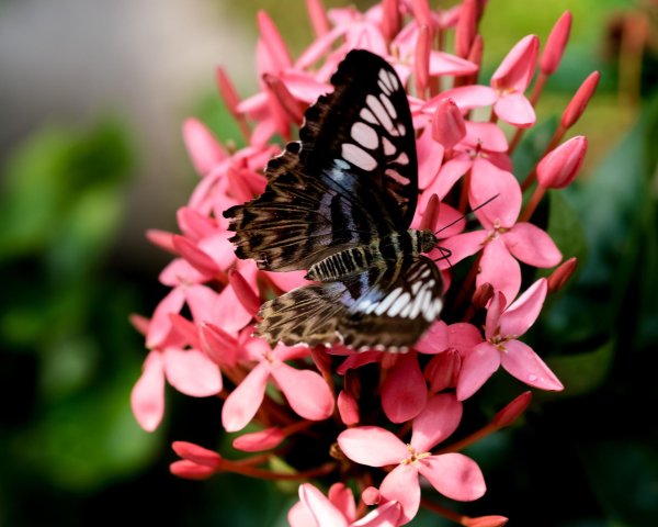 parthenos sylvia бабочка