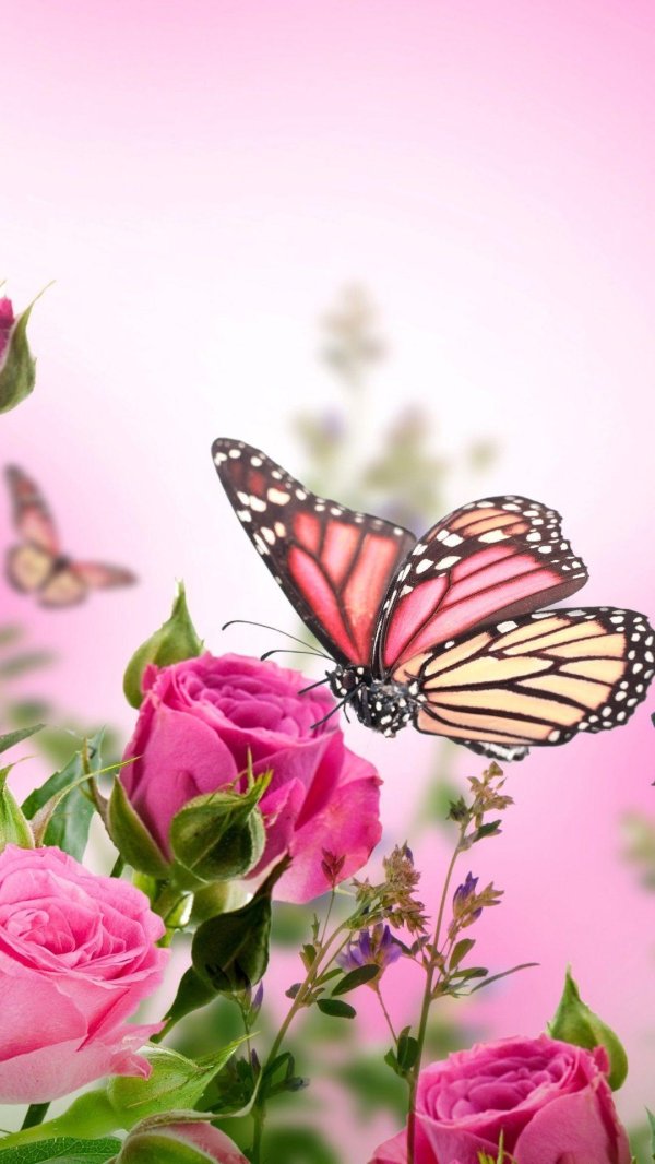 butterfly and flower