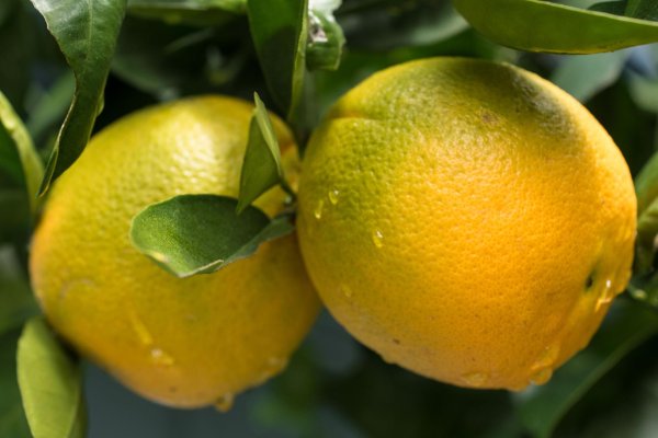 Лимоны