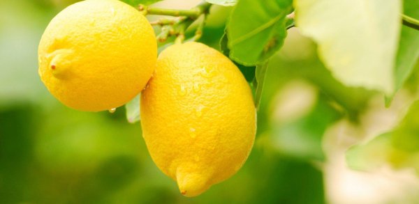Лимоны
