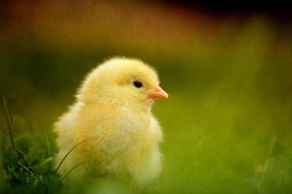 Цыплята