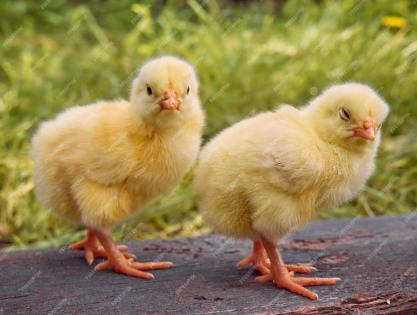 Цыплята
