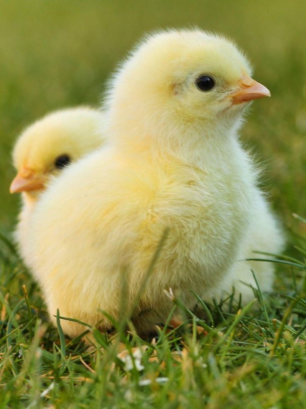 Цыплята