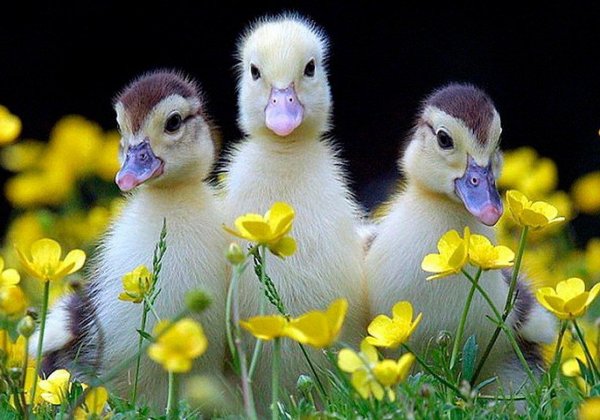 Цыплята