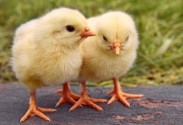 Цыплята
