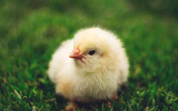 Цыплята