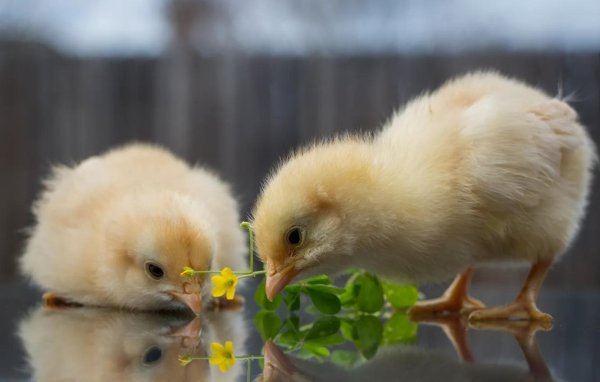 Цыплята