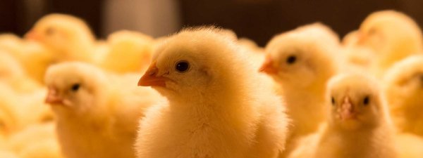 Цыплята