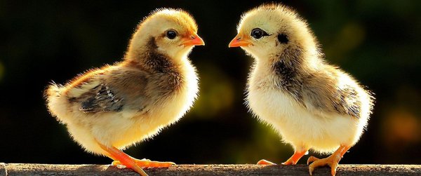 Цыплята
