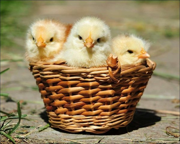 Цыплята