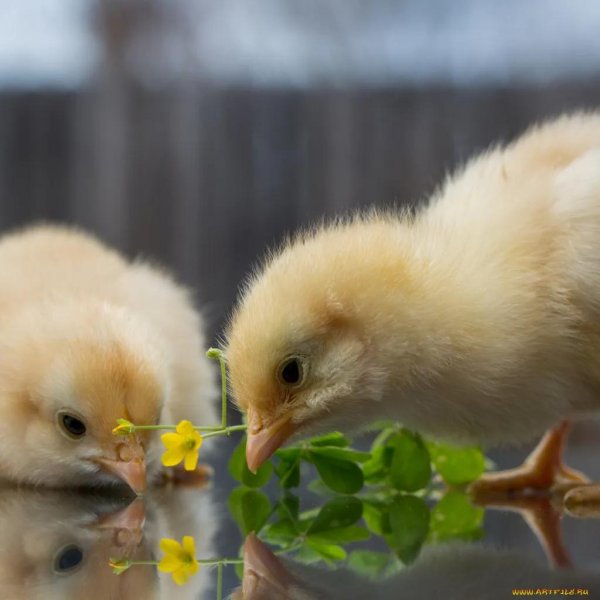 Цыплята