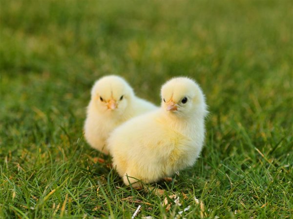 Цыплята