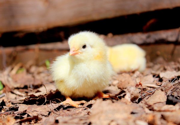 Цыплята