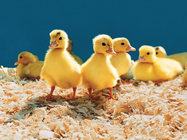 Цыплята