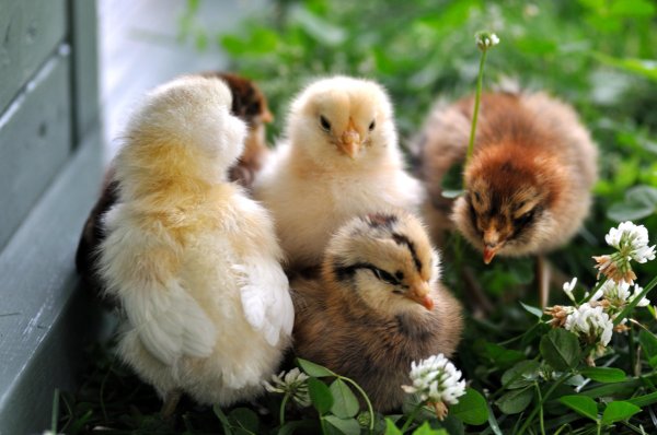 Цыплята