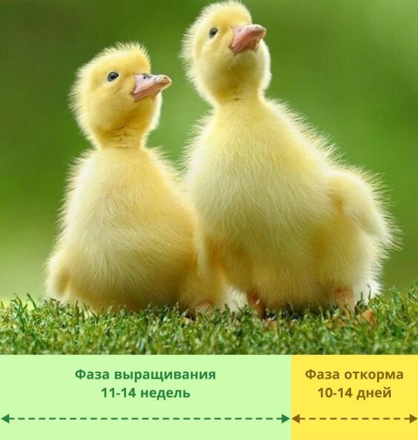Цыплята