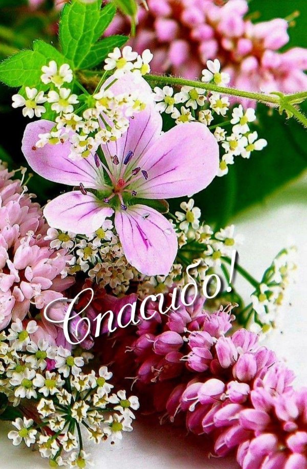 полевой цветок