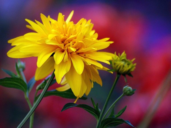 рудбекия желтая