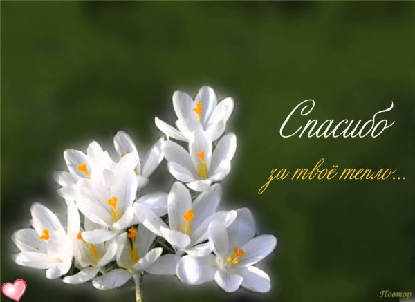 белые крокусы