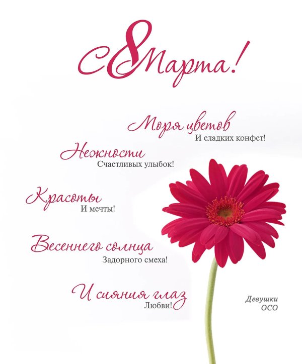 гербера красная