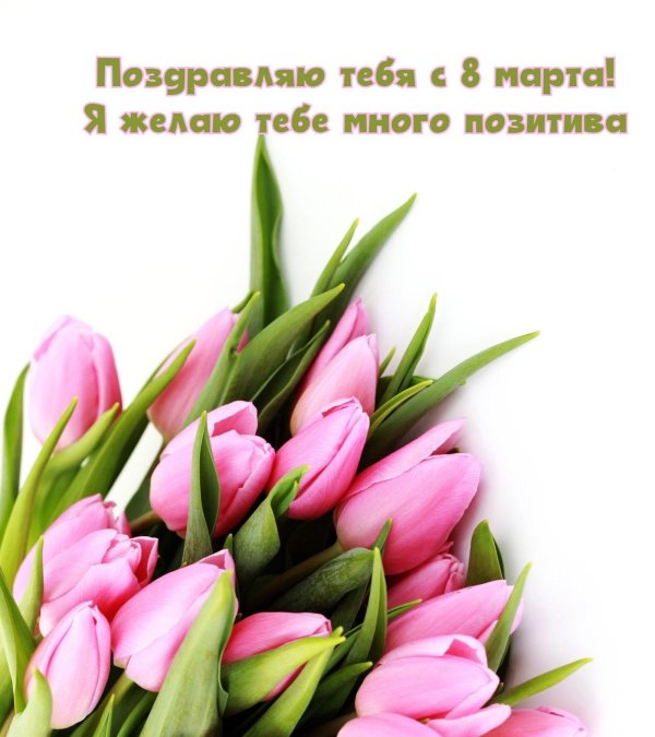 розовые тюльпаны