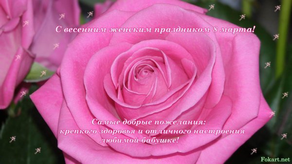 с 8 марта роза