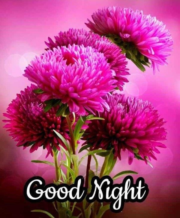 цветок астра