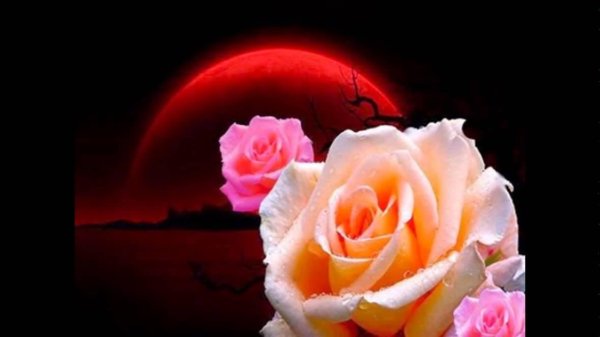 добрый вечер с розами