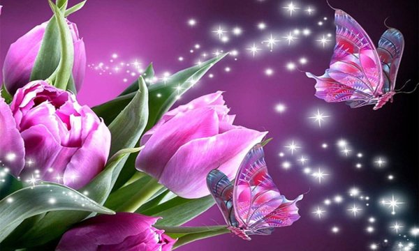 розовые тюльпаны